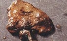 香菇褐腐病