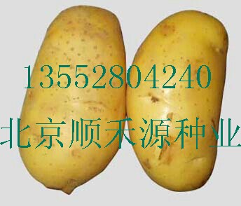 土豆种子