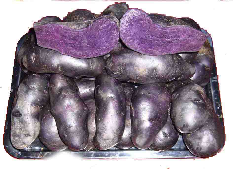 免费——黑美人土豆